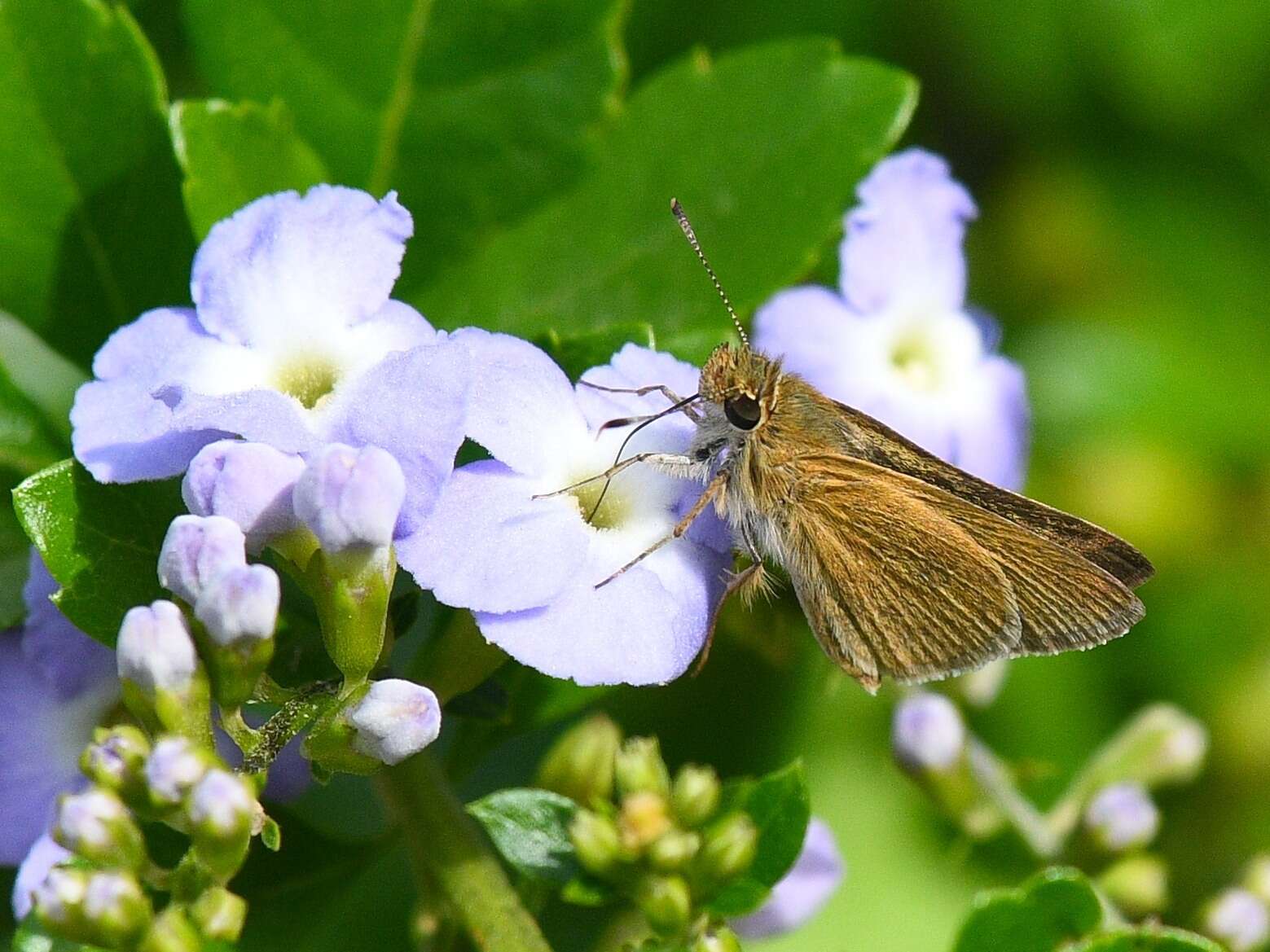 Image of Julia's Skipper