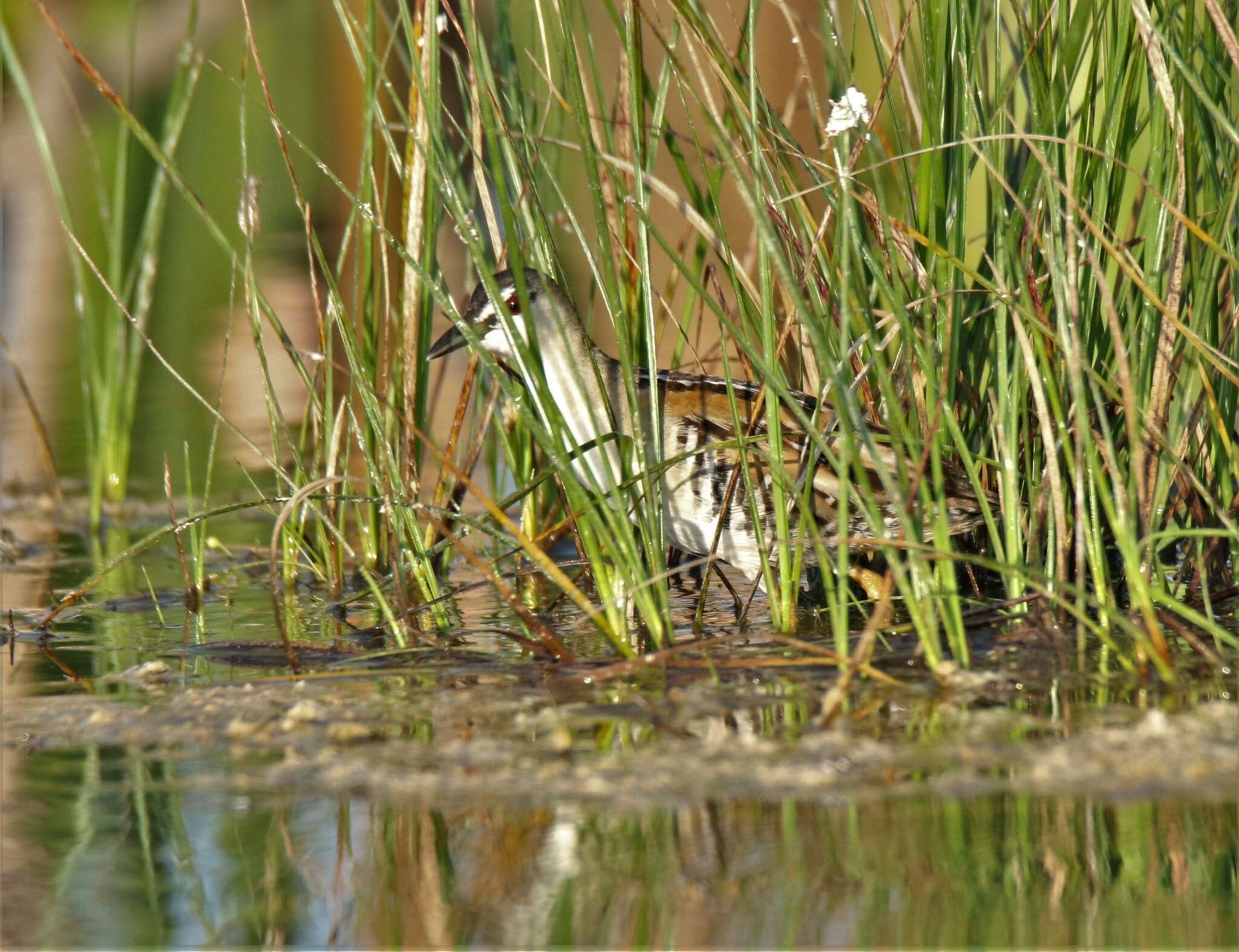 Image of Hapalocrex flaviventer