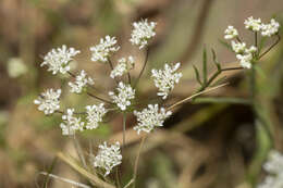 Image of Pimpinella cretica Poir.