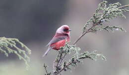 Image of Pink-headed Warbler