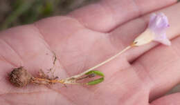 Image of Oxalis monophylla var. monophylla