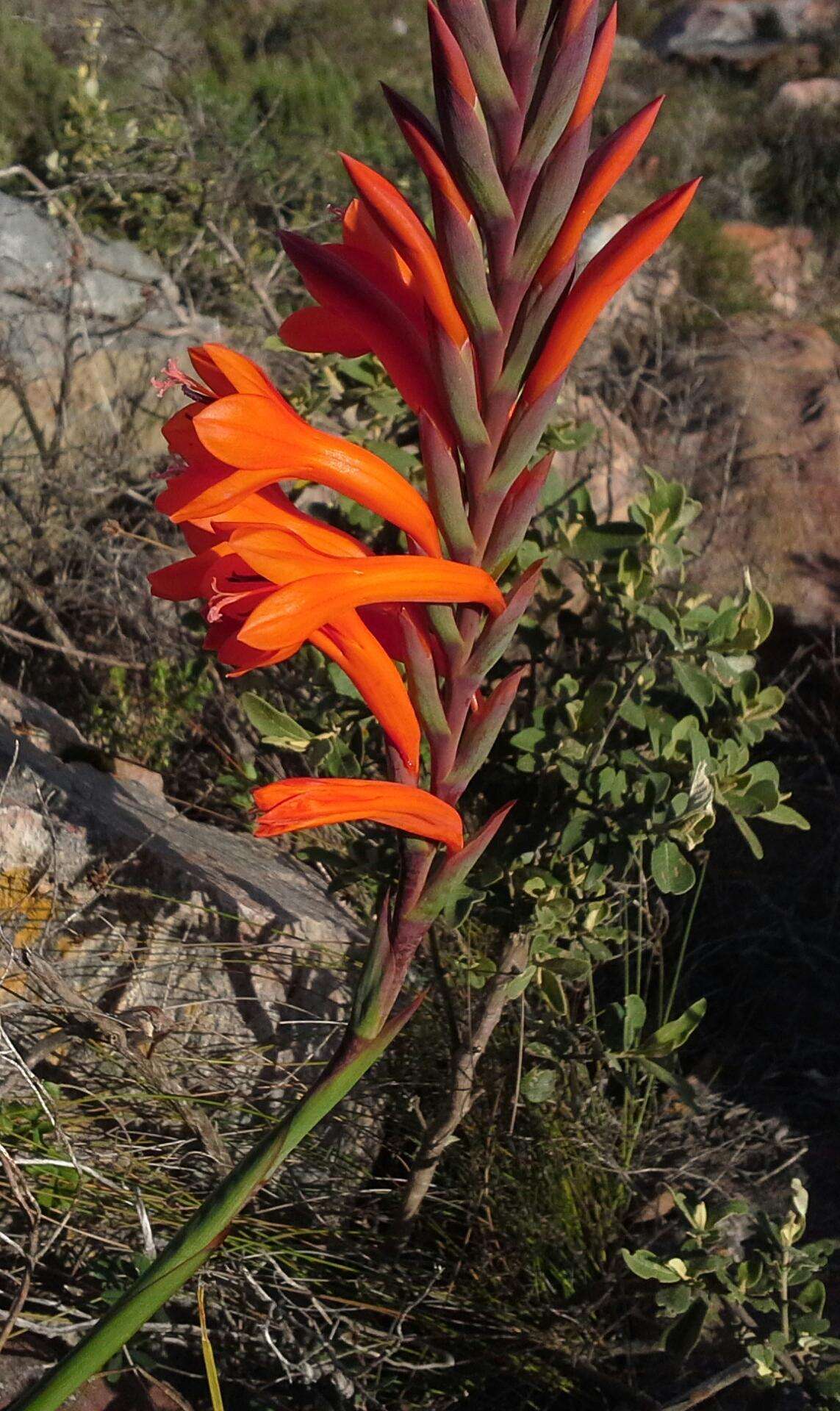 Image of Watsonia pillansii L. Bolus