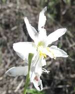 Image of Hesperantha bachmannii Baker