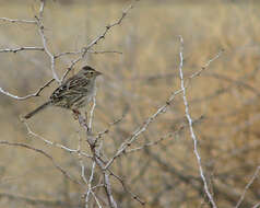 Image of Cassin's Sparrow