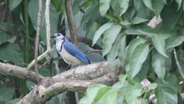 Image of Magpie-jay