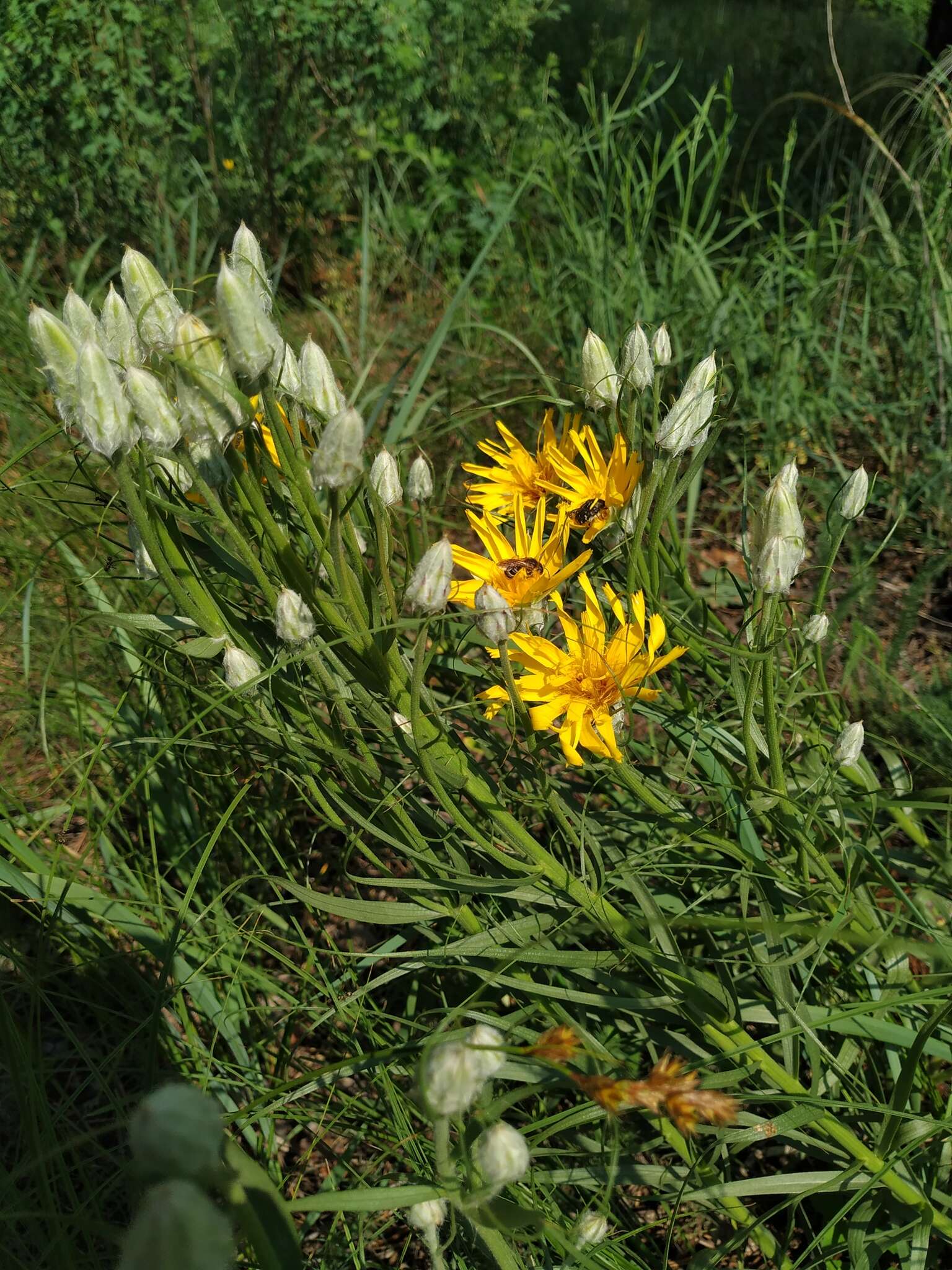 Plancia ëd Gelasia ensifolia