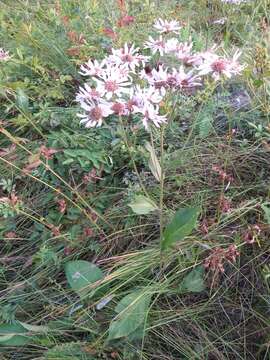 Image of Tatarian aster