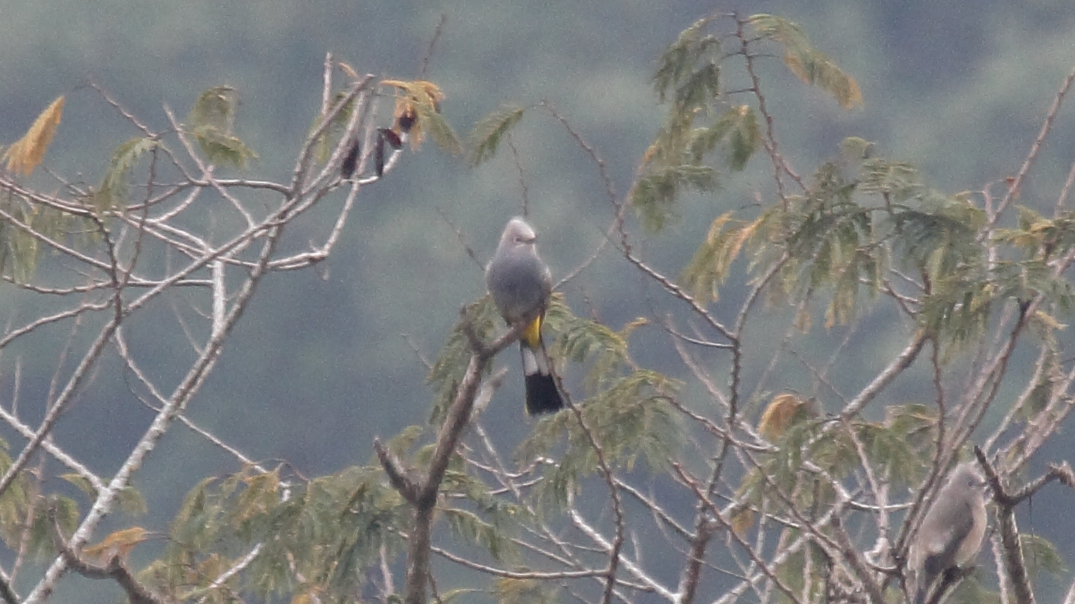 Image of Grey Silky-flycatcher
