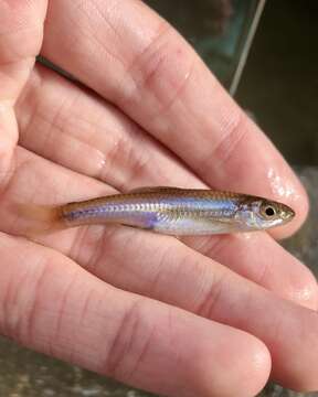 Image of Swallowtail Shiner