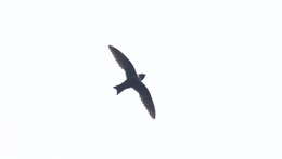 Image of White-collared Swift