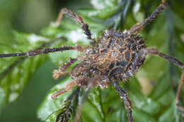 Image of Pristobunus acuminatus tragulus Forster 1954