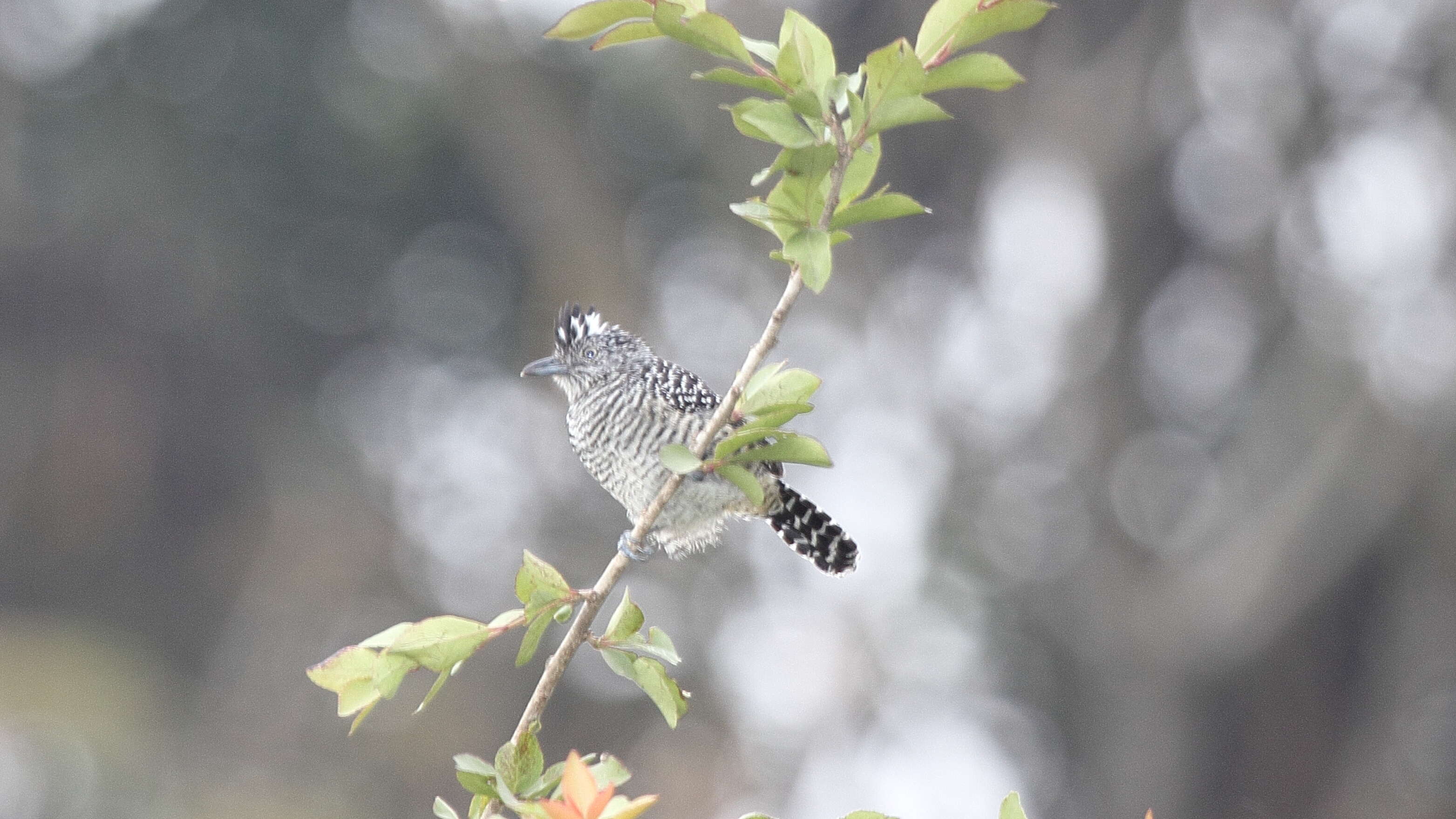 Image of Barred Antshrike