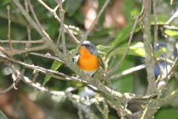 Image of Flame-throated Warbler