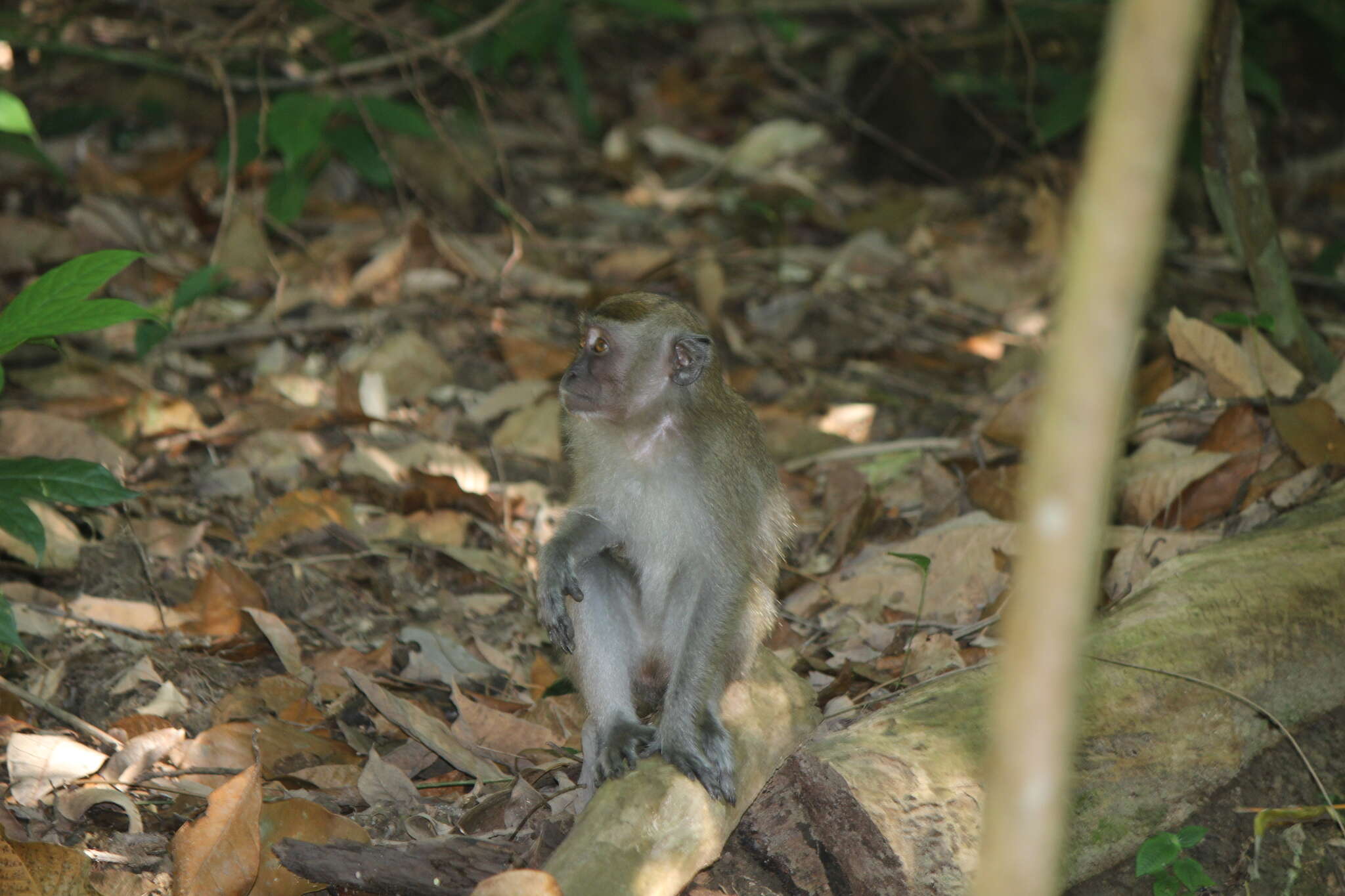 Macaca fascicularis fascicularis (Raffles 1821) resmi