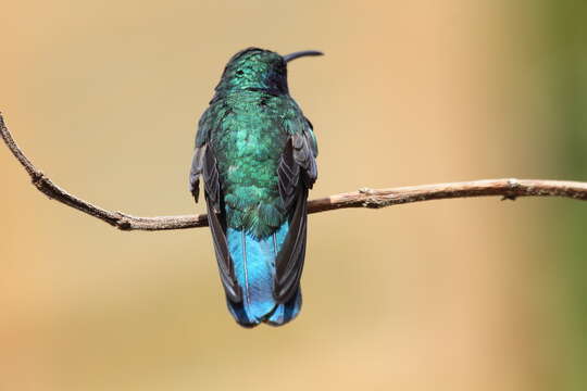 Image of Lesser Violetear