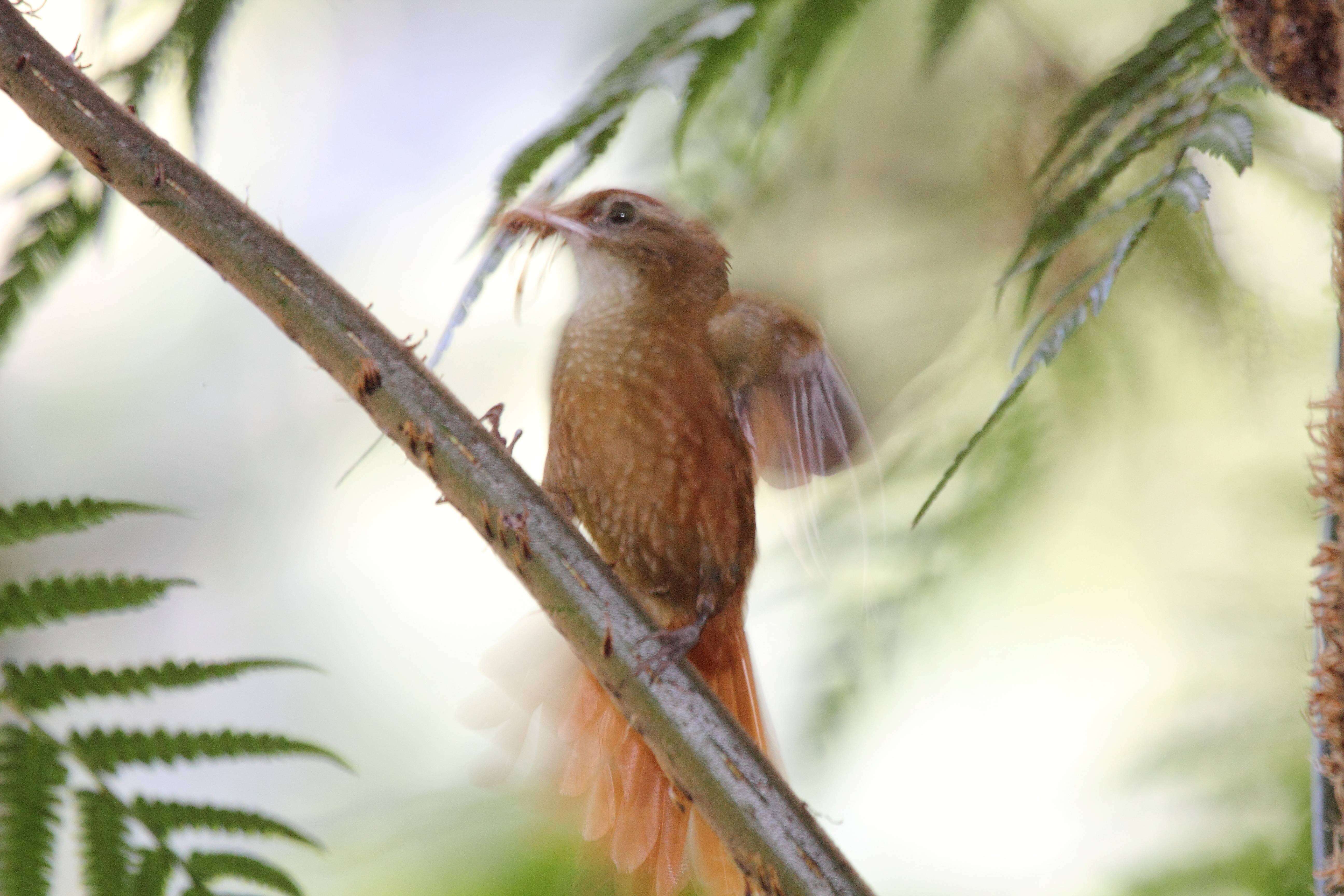 Image of Ruddy Treerunner