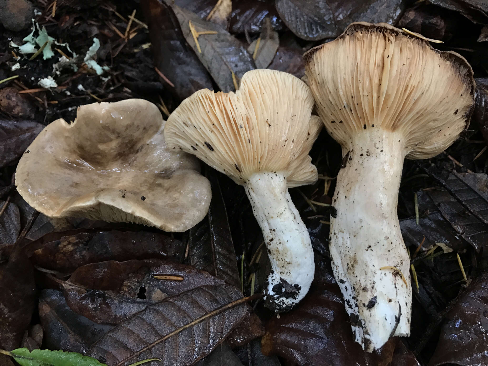 Sivun Lactarius pallidiolivaceus Hesler & A. H. Sm. 1979 kuva