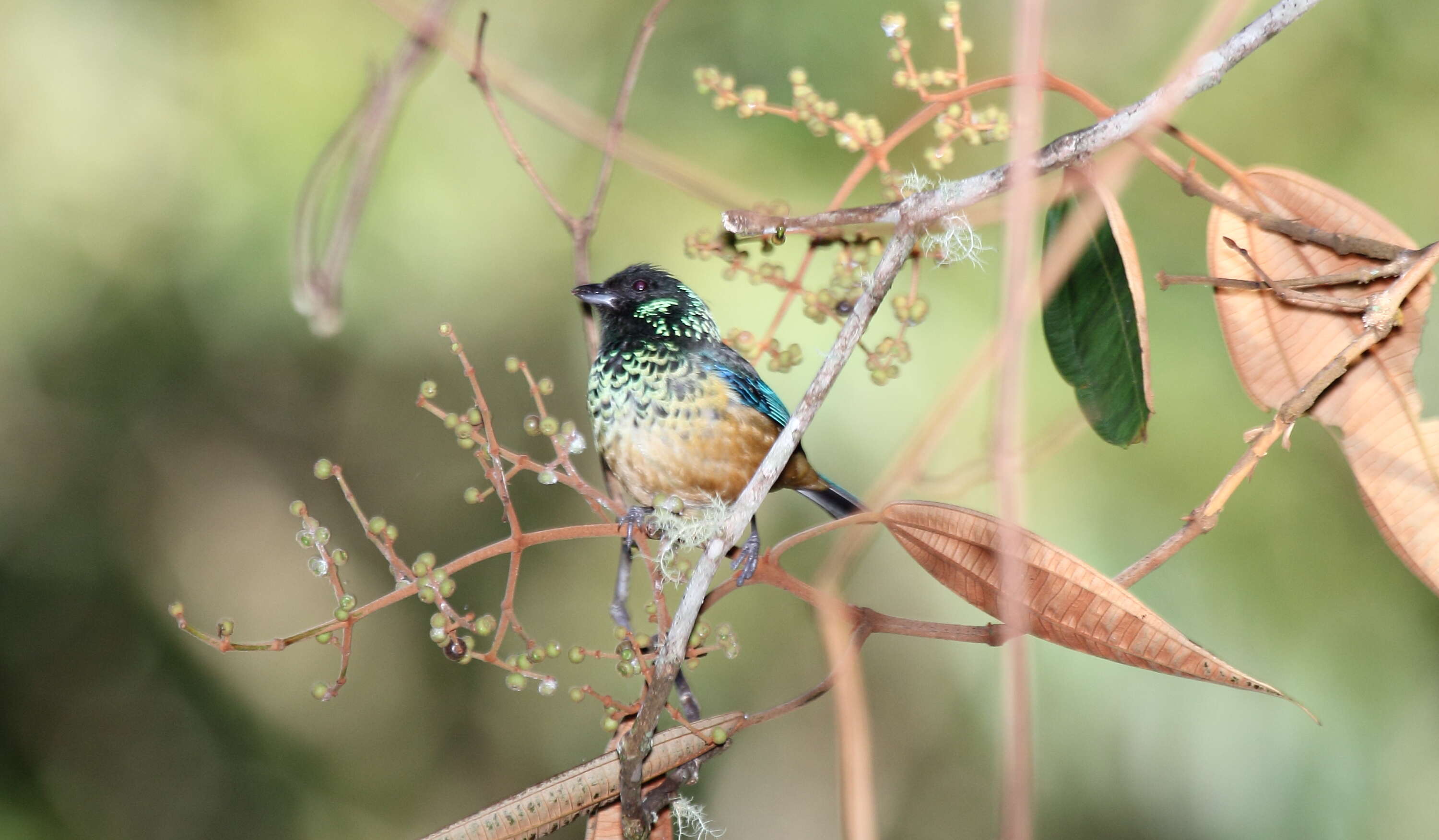 Image of Spangle-cheeked Tanager