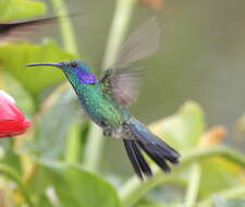 Image of violetear