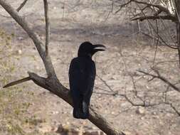 Image of <i>Corvus macrorhynchos culminatus</i>