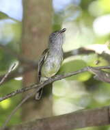 Image of Northern Bentbill