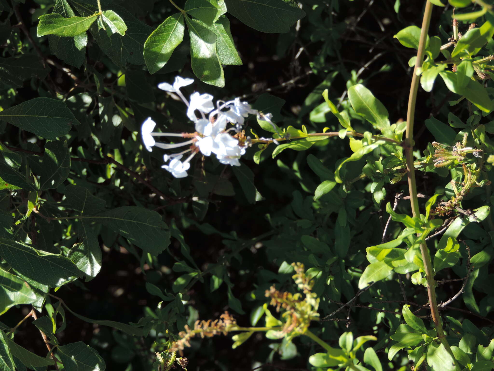 Image of Cape leadwort