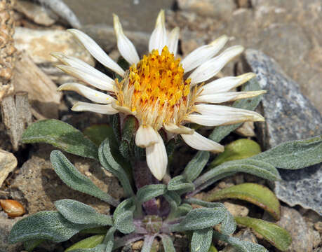 Image of tufted Townsend daisy