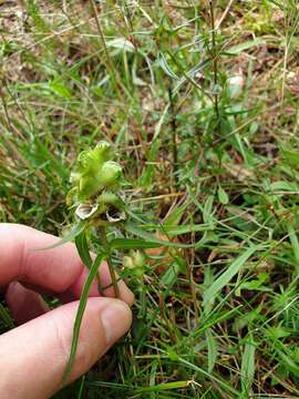 Image of Crested Cow-wheat