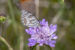 Image of Melanargia ines Hoffmannsegg 1804