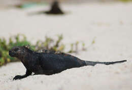 Image of marine iguana