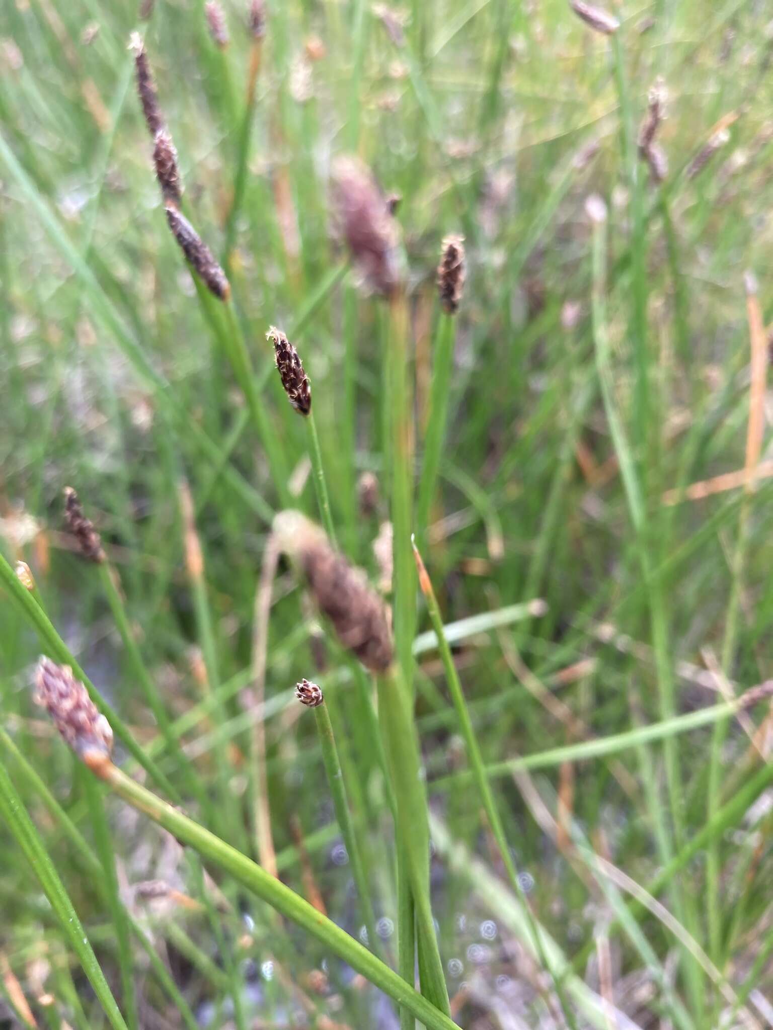 Image of Eleocharis dregeana Steud.