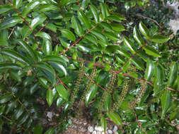 Image of <i>Coriaria <i>arborea</i></i> var. arborea