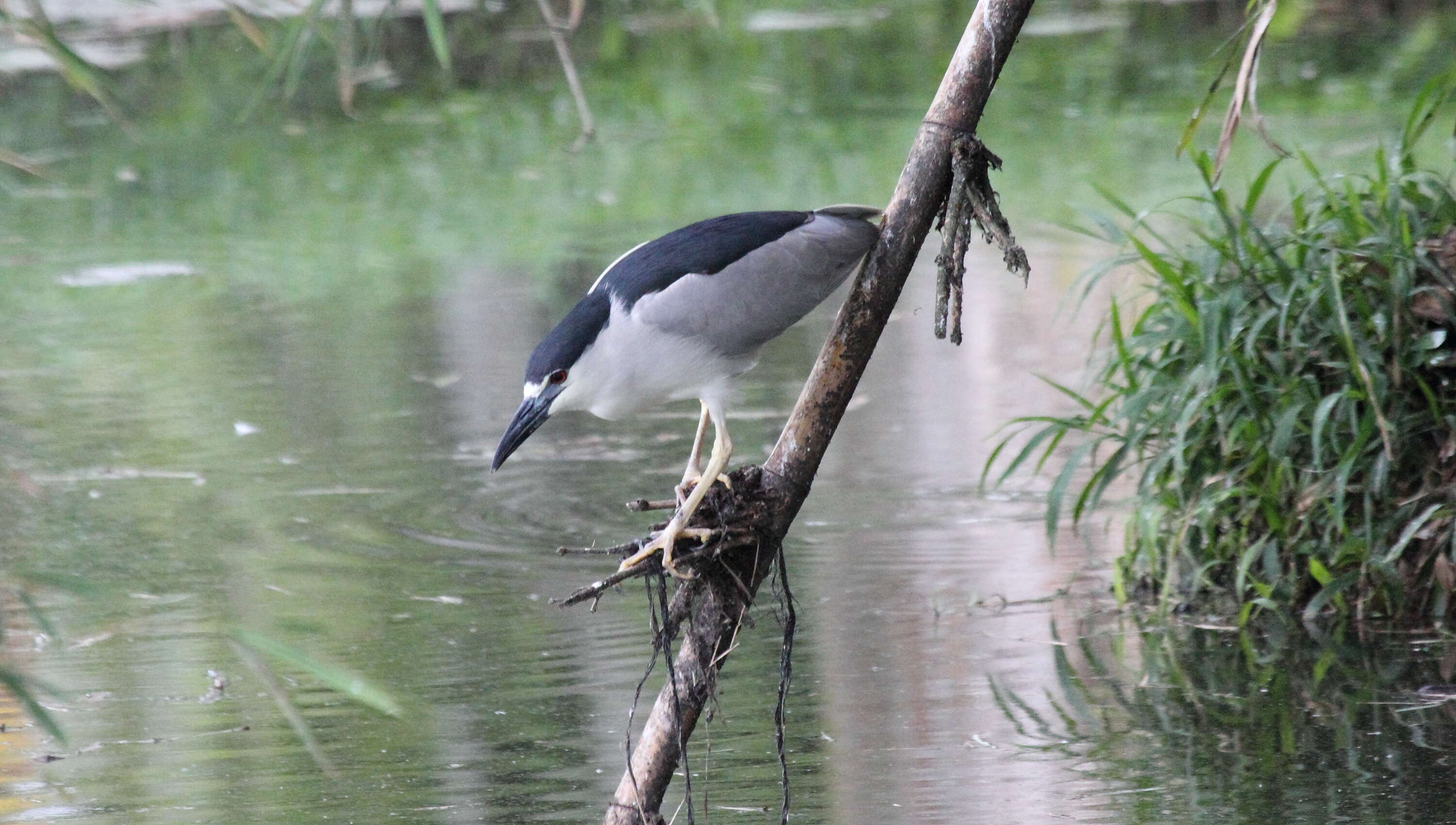 Image of Night Herons