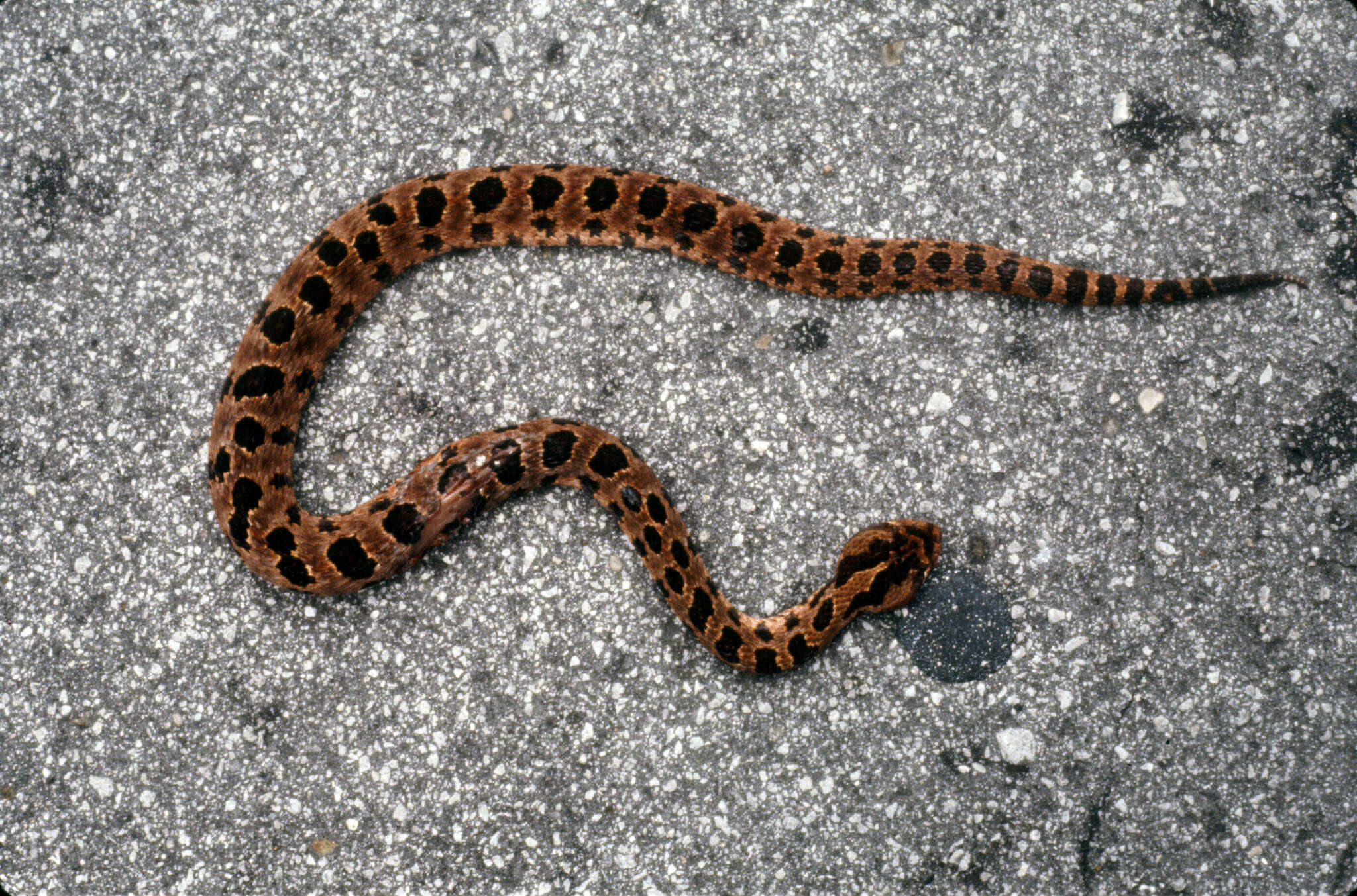 Image de Sistrurus miliarius miliarius (Linnaeus 1766)