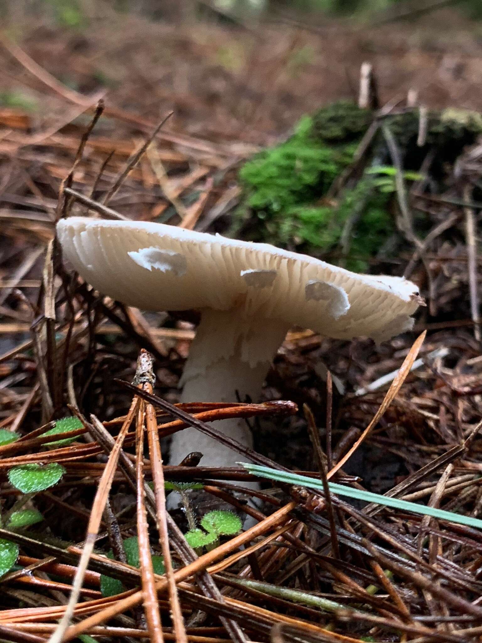 Image of Amanita marmorata Cleland & E.-J. Gilbert 1941