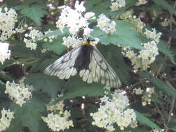 Plancia ëd Parnassius glacialis Butler 1866