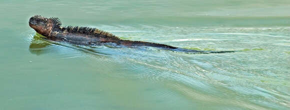 Image of marine iguana