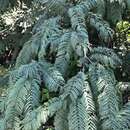 Image of Common hook-thorn Acacia