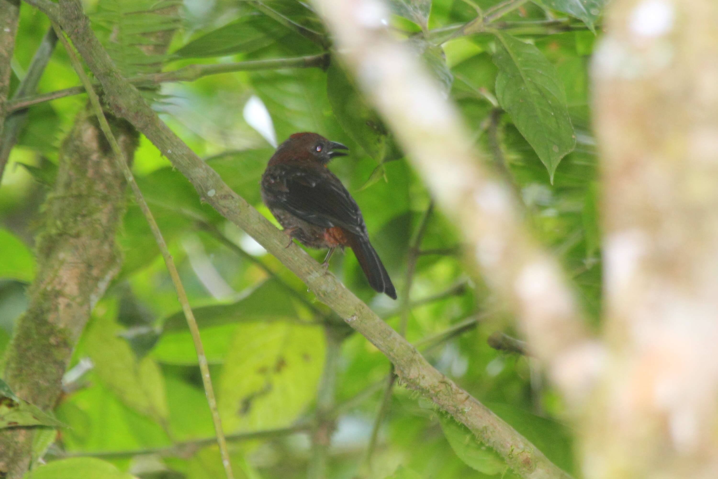 Image of Red-crowned Ant Tanager