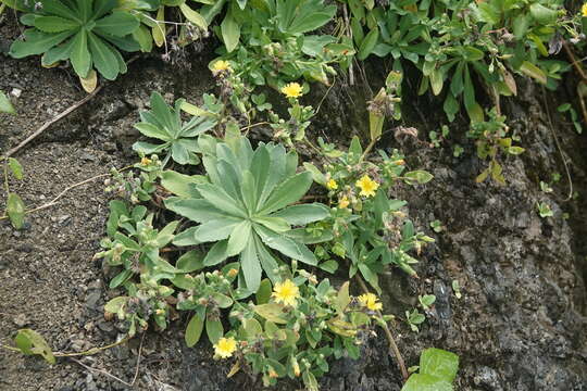 Imagem de Crepidiastrum taiwanianum Nakai