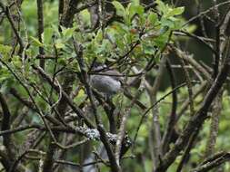 Image of Blackcap