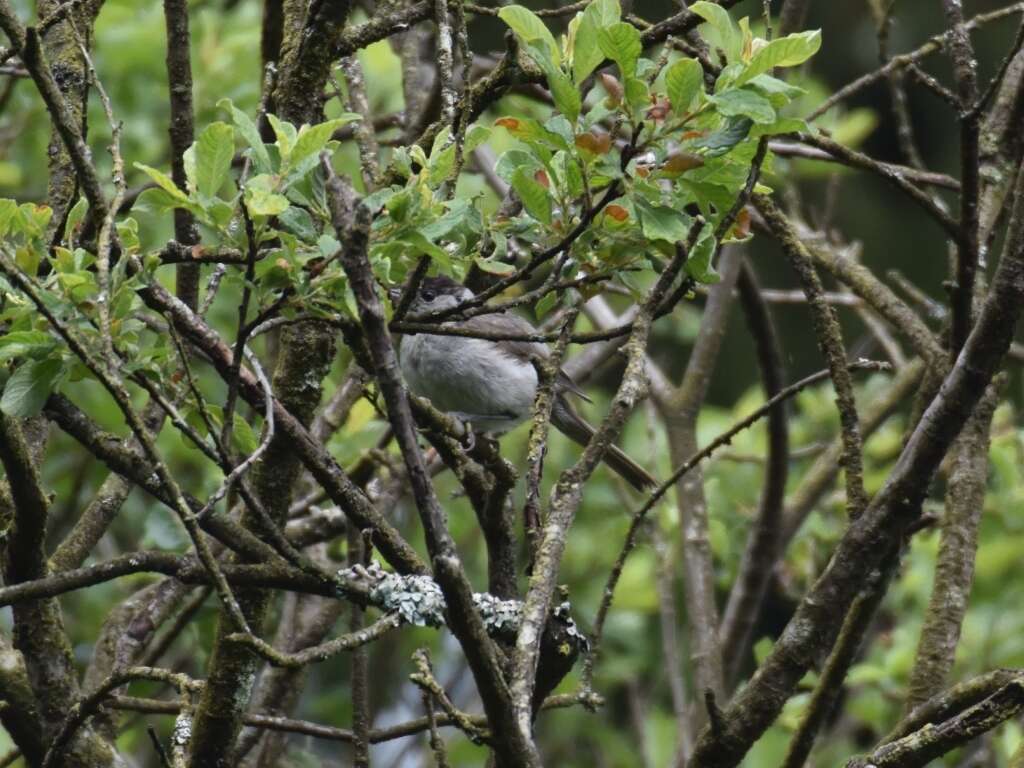 Image of Blackcap