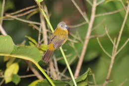 Image of Passerini's Tanager