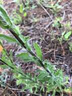 Image of scrubland goldenaster