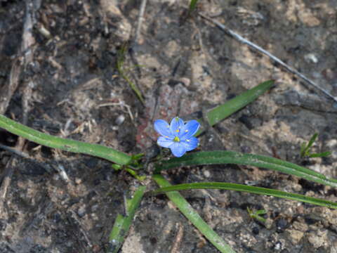 Image of Chamaescilla corymbosa (R. Br.) F. Muell. ex Benth.