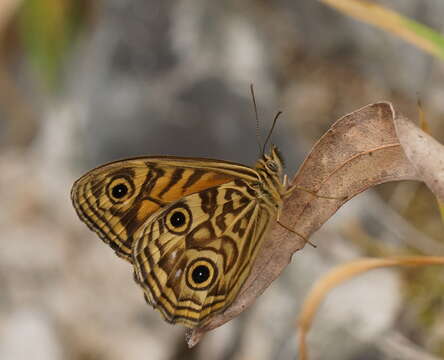 Image of Geitoneura acantha Donovan 1805