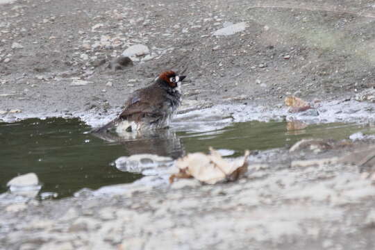 Image of Prevost's Ground Sparrow