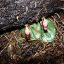 Image of Corybas rotundifolius (Hook. fil.) Rchb. fil.