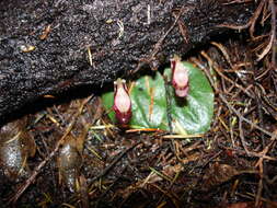 Image of Corybas rotundifolius (Hook. fil.) Rchb. fil.