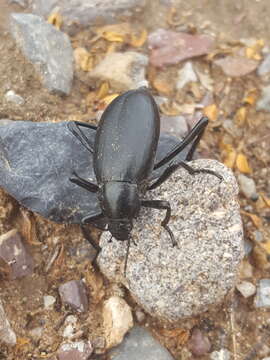 Imagem de Eleodes (Xysta) longicollis Le Conte 1851